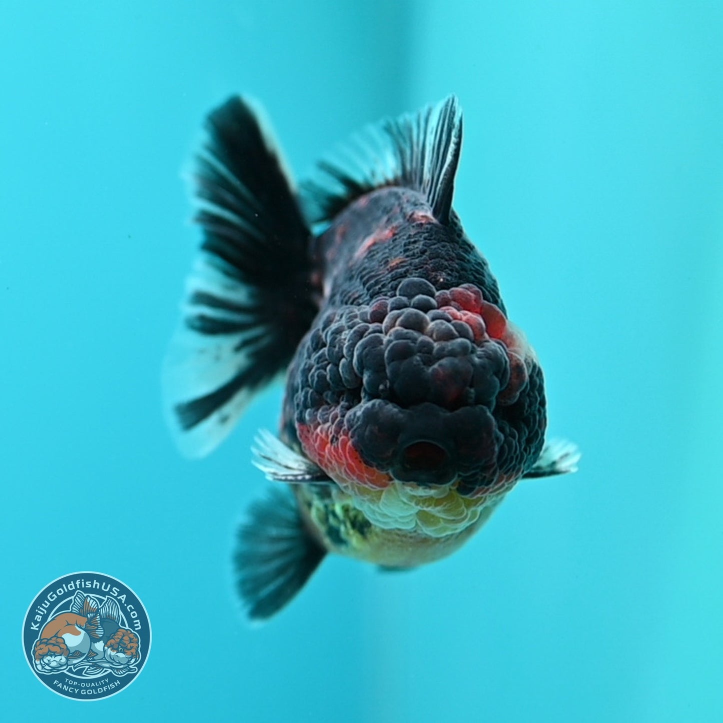 Kirin Oranda 3.5 inch Body (260605_OR05)