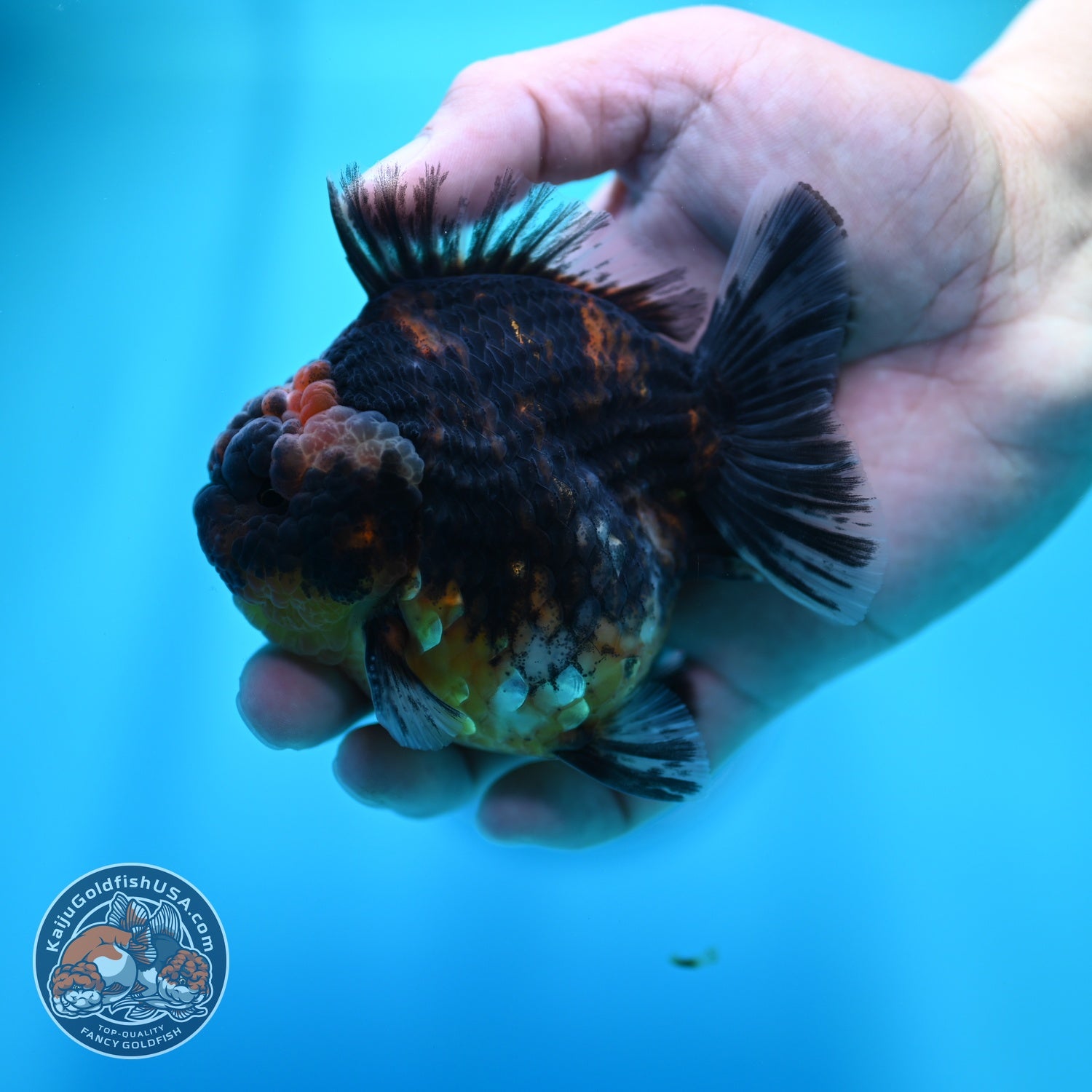 Kirin Oranda 3.5 inch Body (260605_OR05)