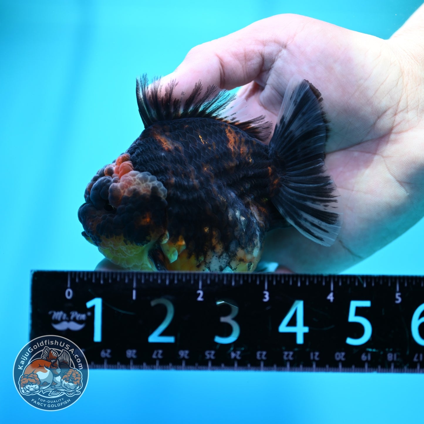 Kirin Oranda 3.5 inch Body (260605_OR05)