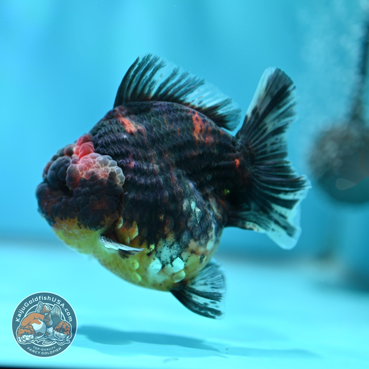 Kirin Oranda 3.5 inch Body (260605_OR05)
