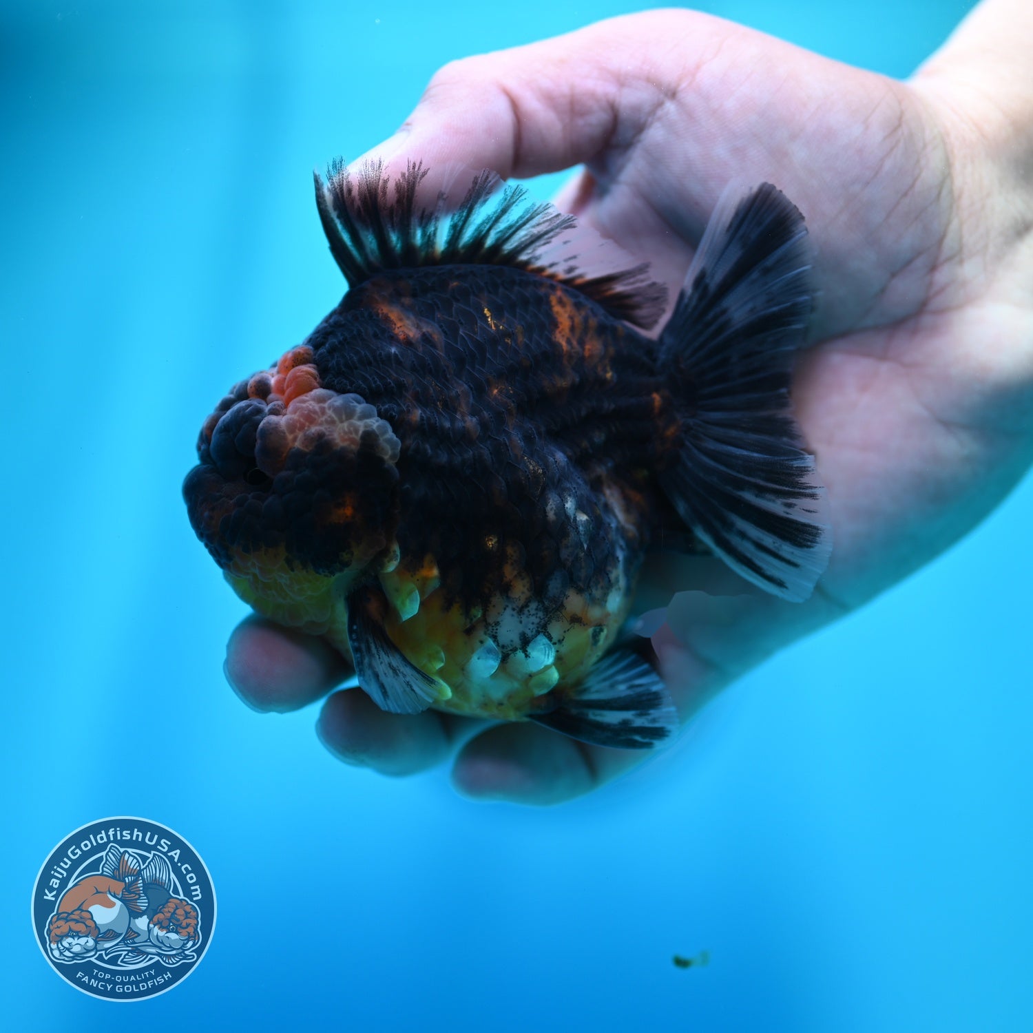 Kirin Oranda 3.5 inch Body (260605_OR05)