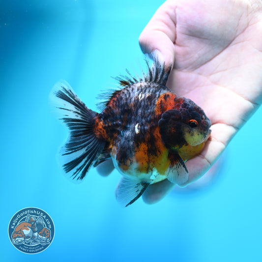 Kirin Oranda 3.5 inch Body (260605_OR10)