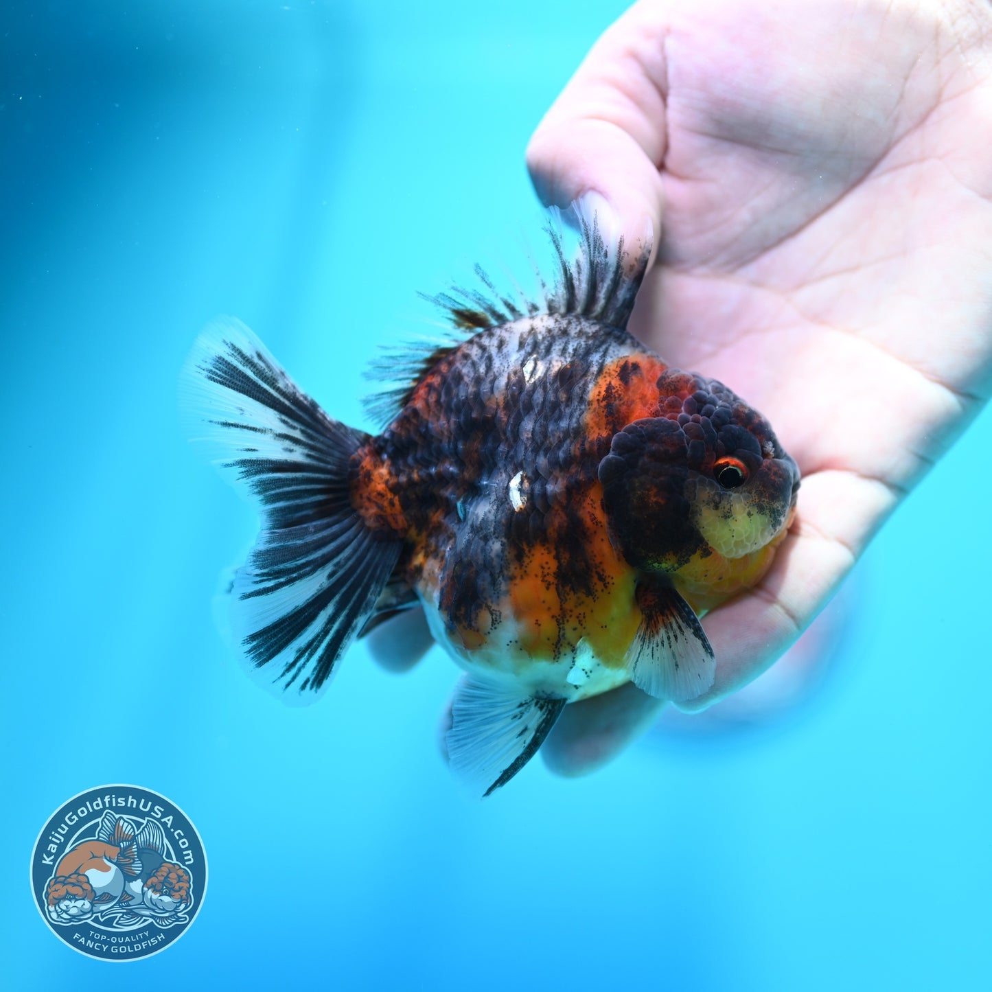 Kirin Oranda 3.5 inch Body (260605_OR10)