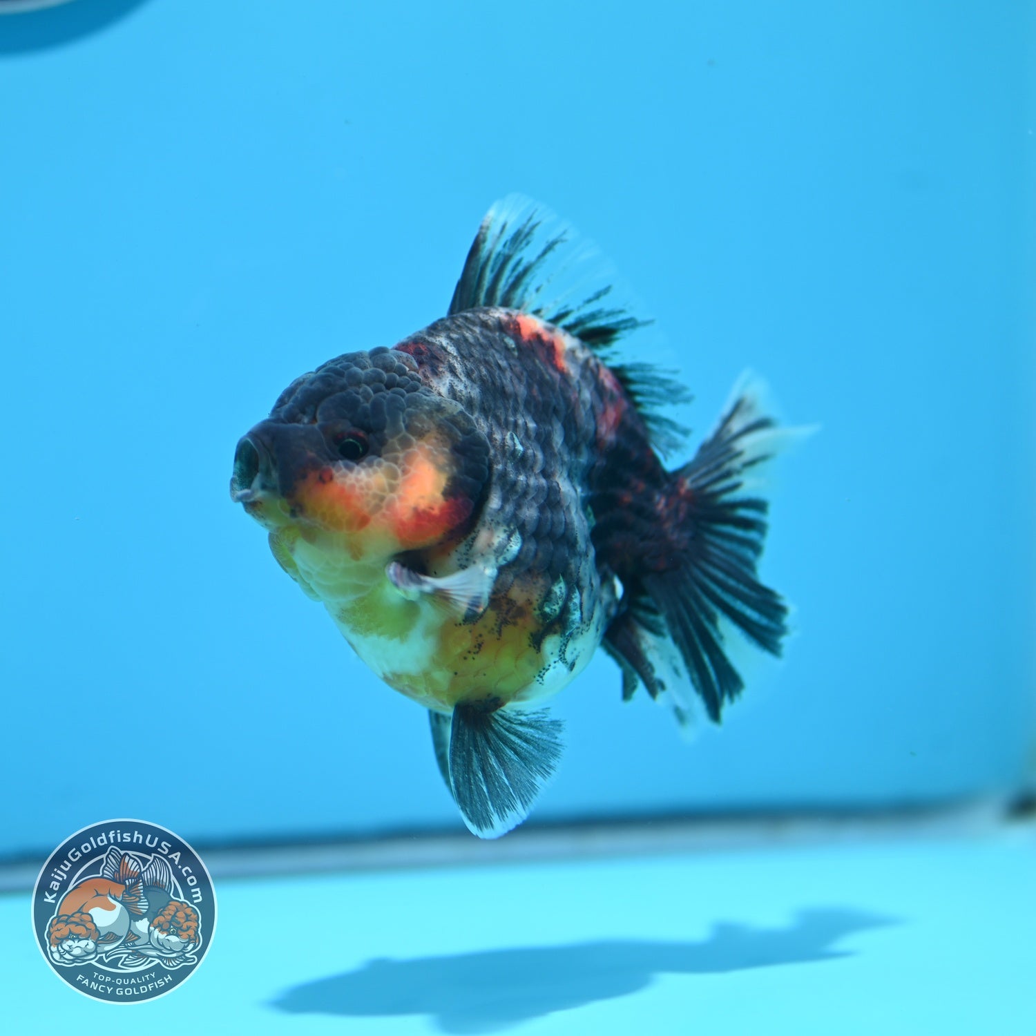 Kirin Oranda 3.5 inch Body (260605_OR10)