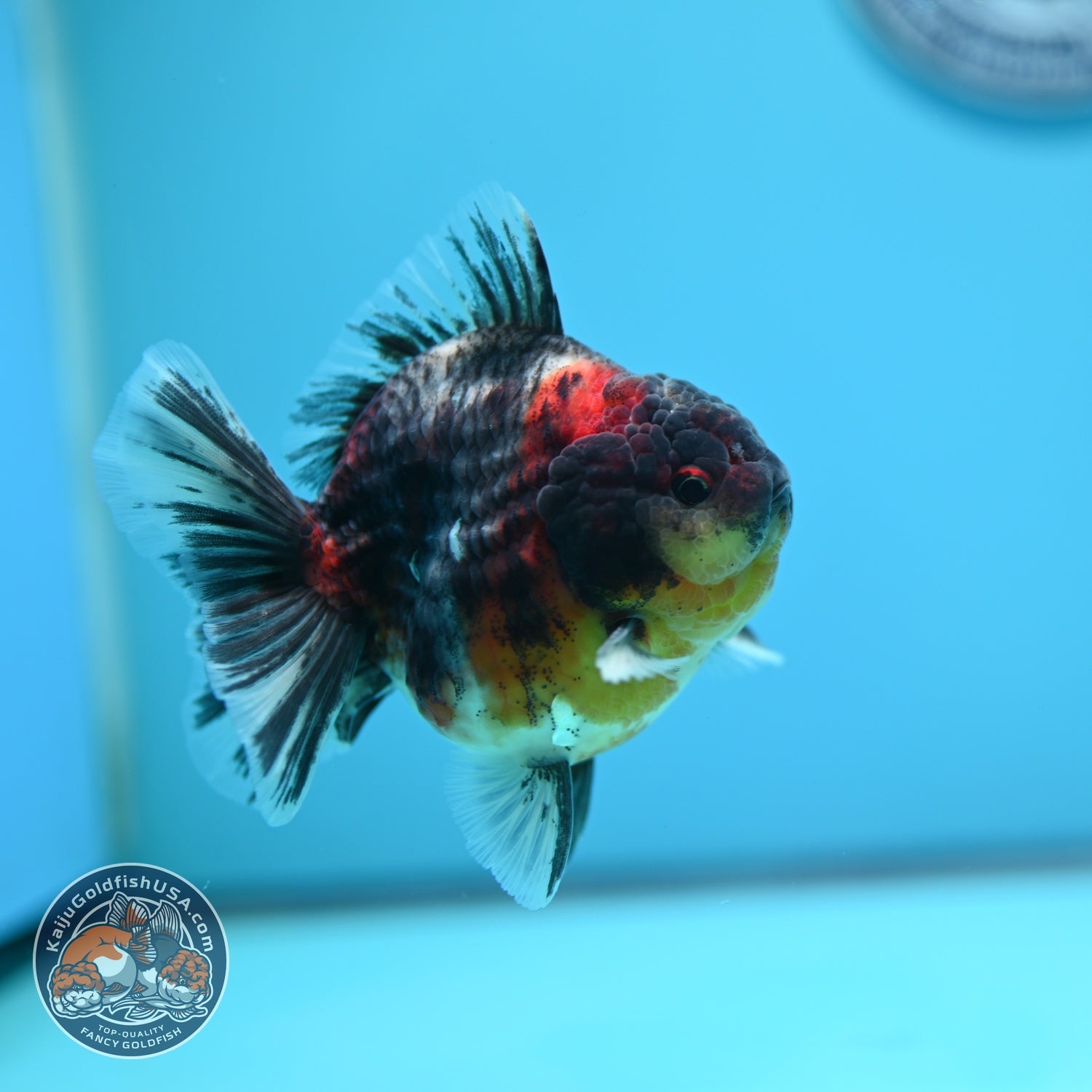 Kirin Oranda 3.5 inch Body (260605_OR10)