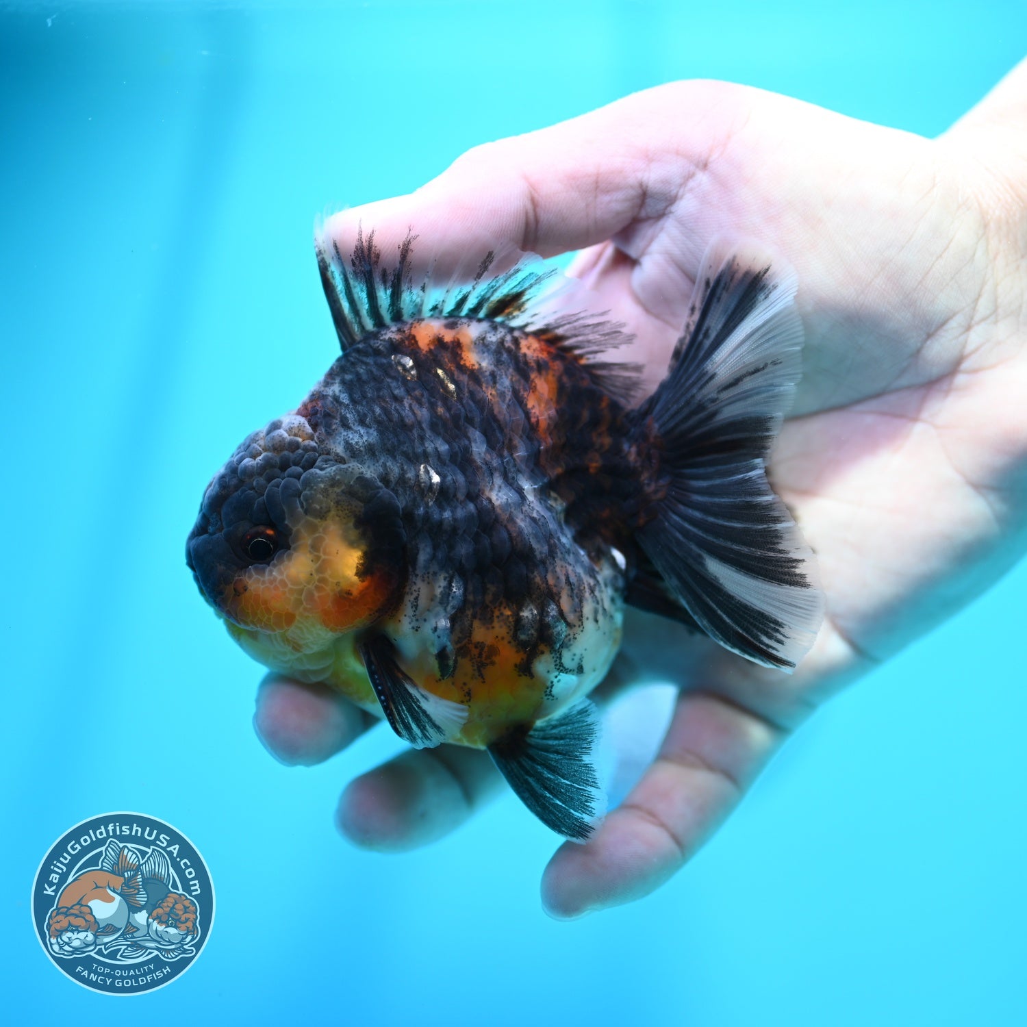 Kirin Oranda 3.5 inch Body (260605_OR10)