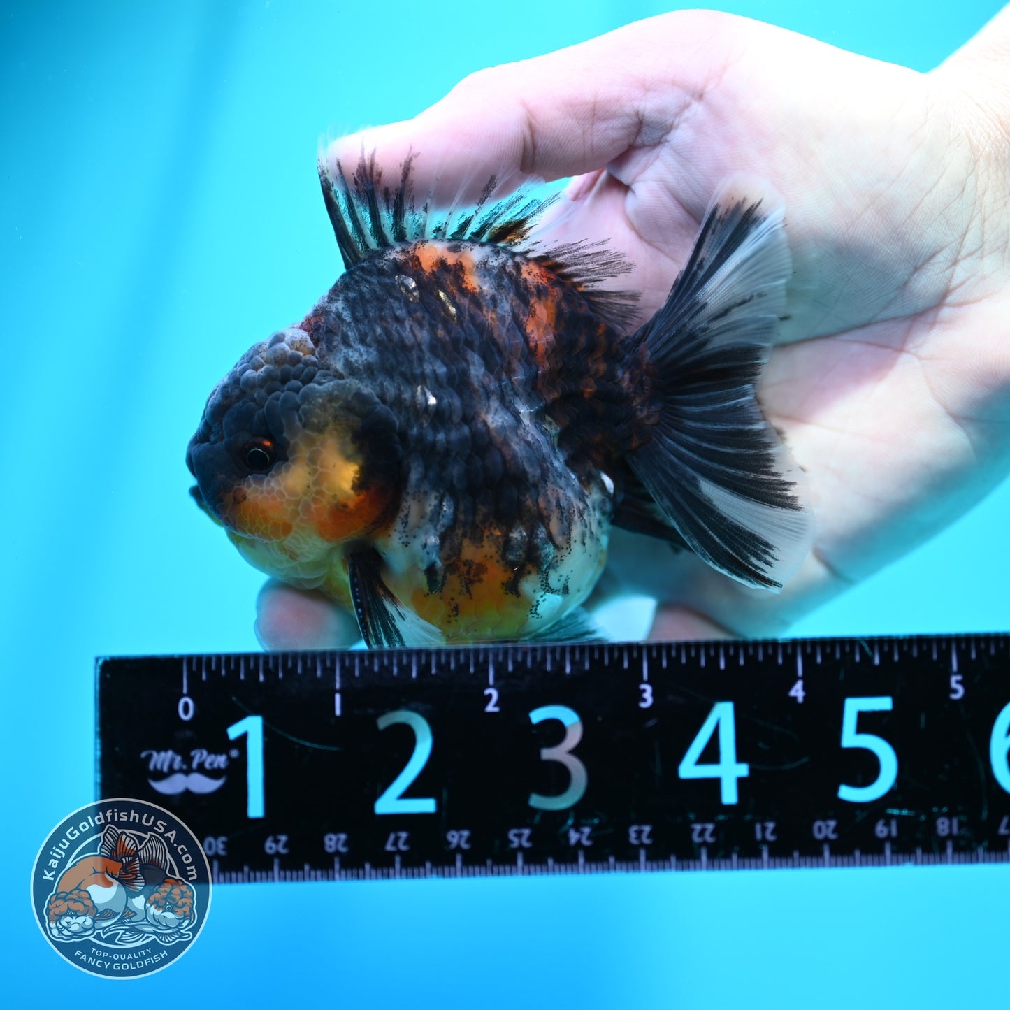 Kirin Oranda 3.5 inch Body (260605_OR10)