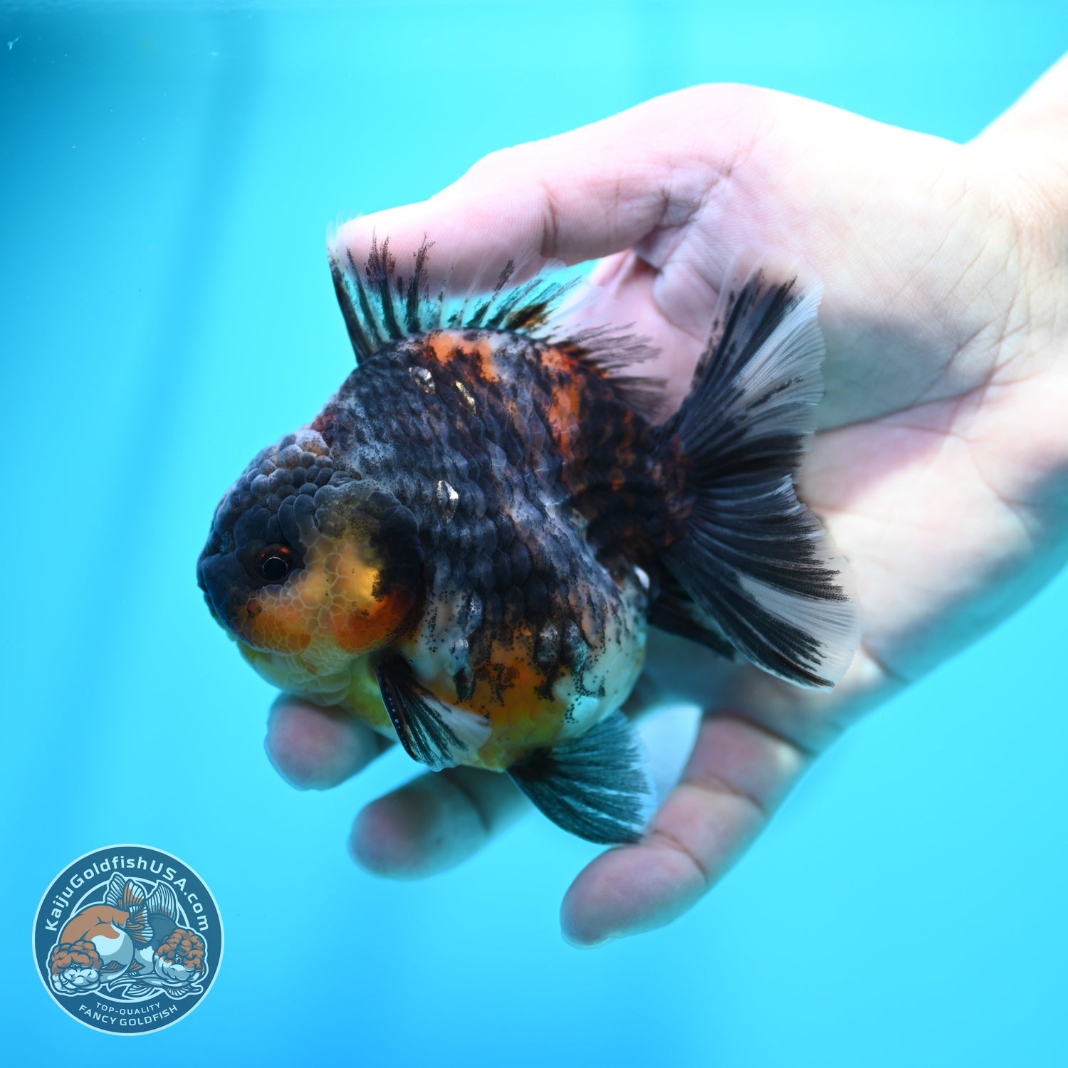Kirin Oranda 3.5 inch Body (260605_OR10)