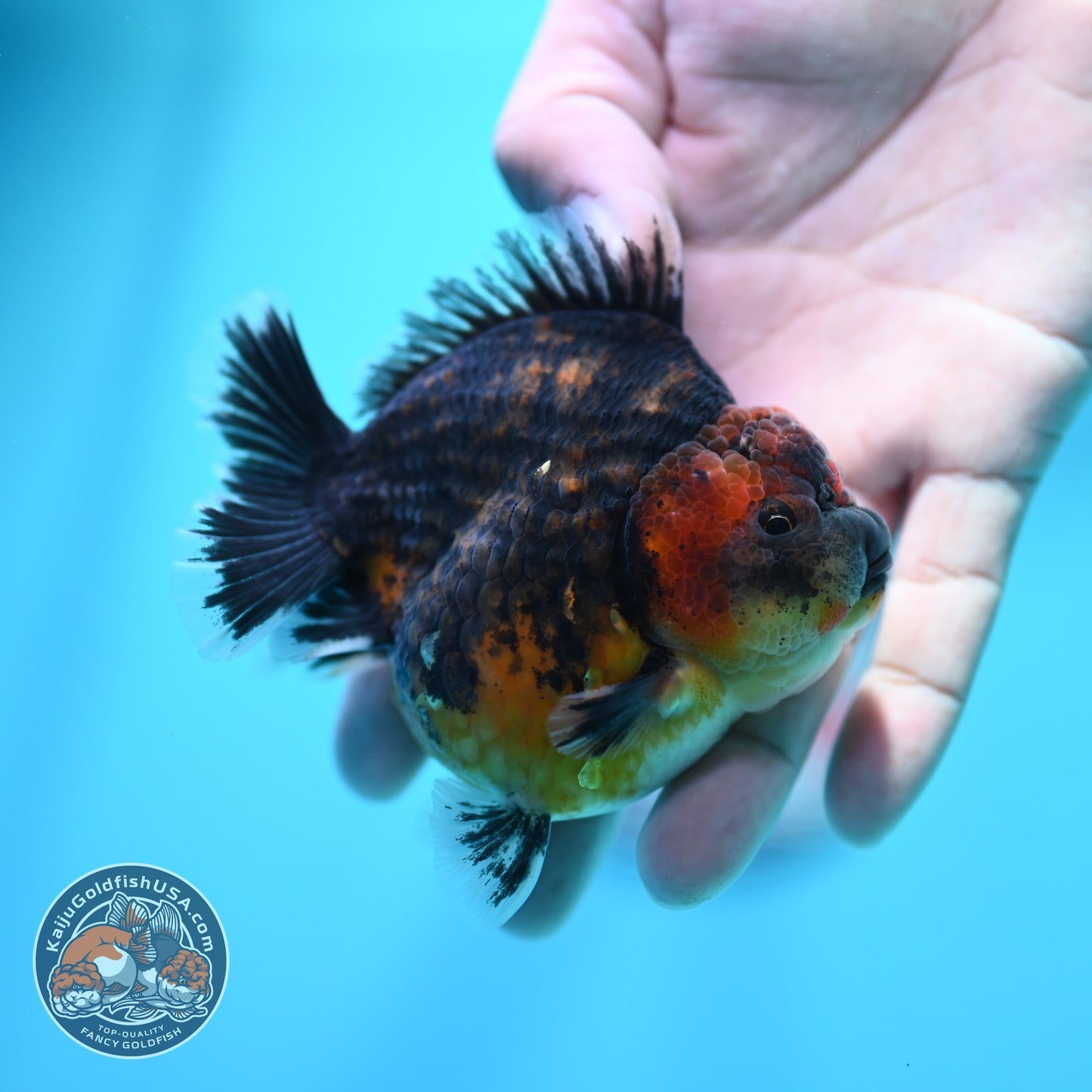 Kirin Oranda 3.5 inch Body (260605_OR12)