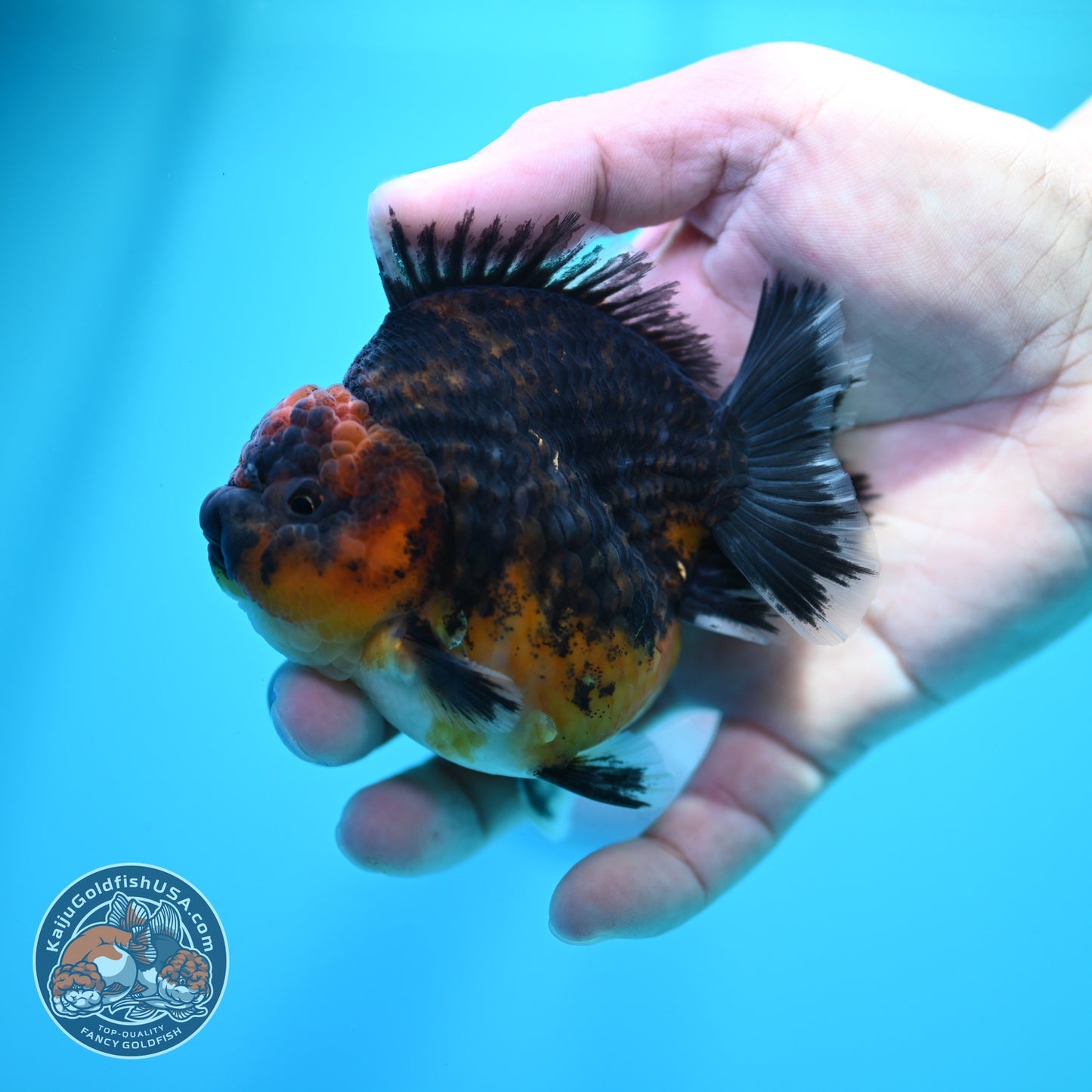 Kirin Oranda 3.5 inch Body (260605_OR12)