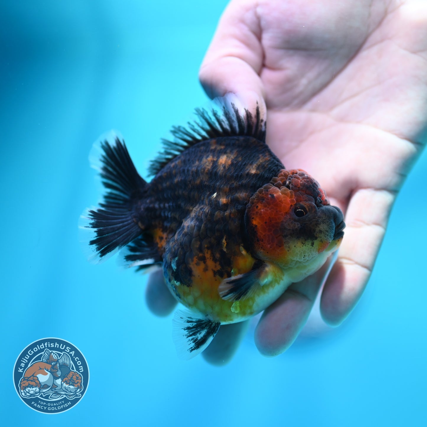 Kirin Oranda 3.5 inch Body (260605_OR12)