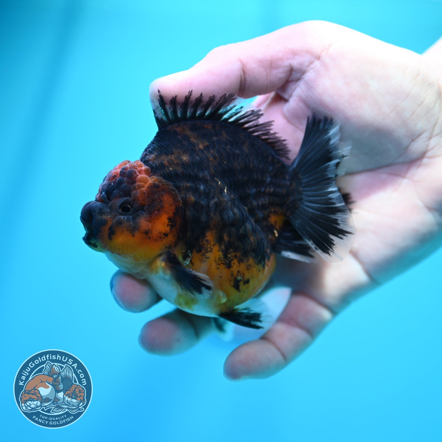 Kirin Oranda 3.5 inch Body (260605_OR12)