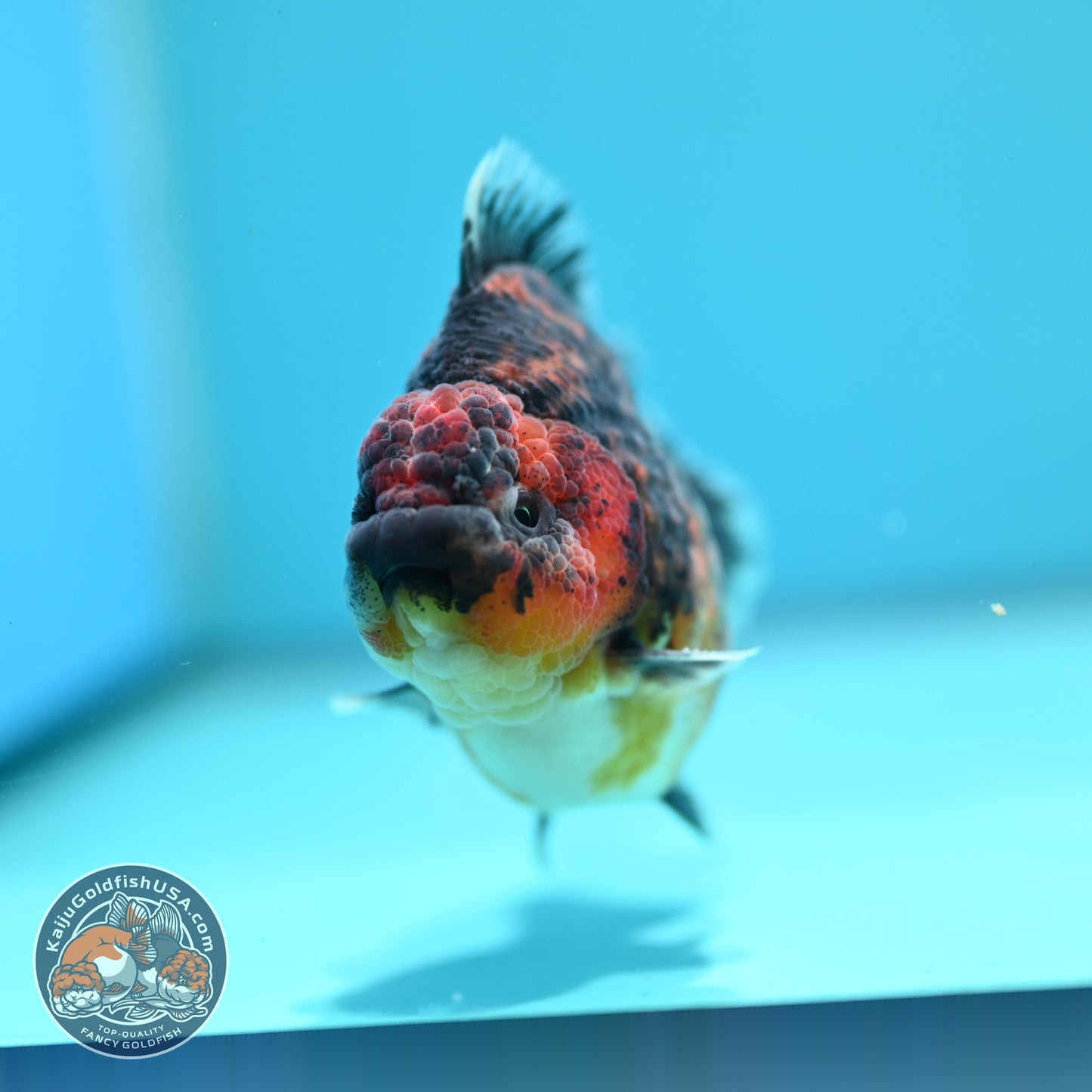Kirin Oranda 3.5 inch Body (260605_OR12)