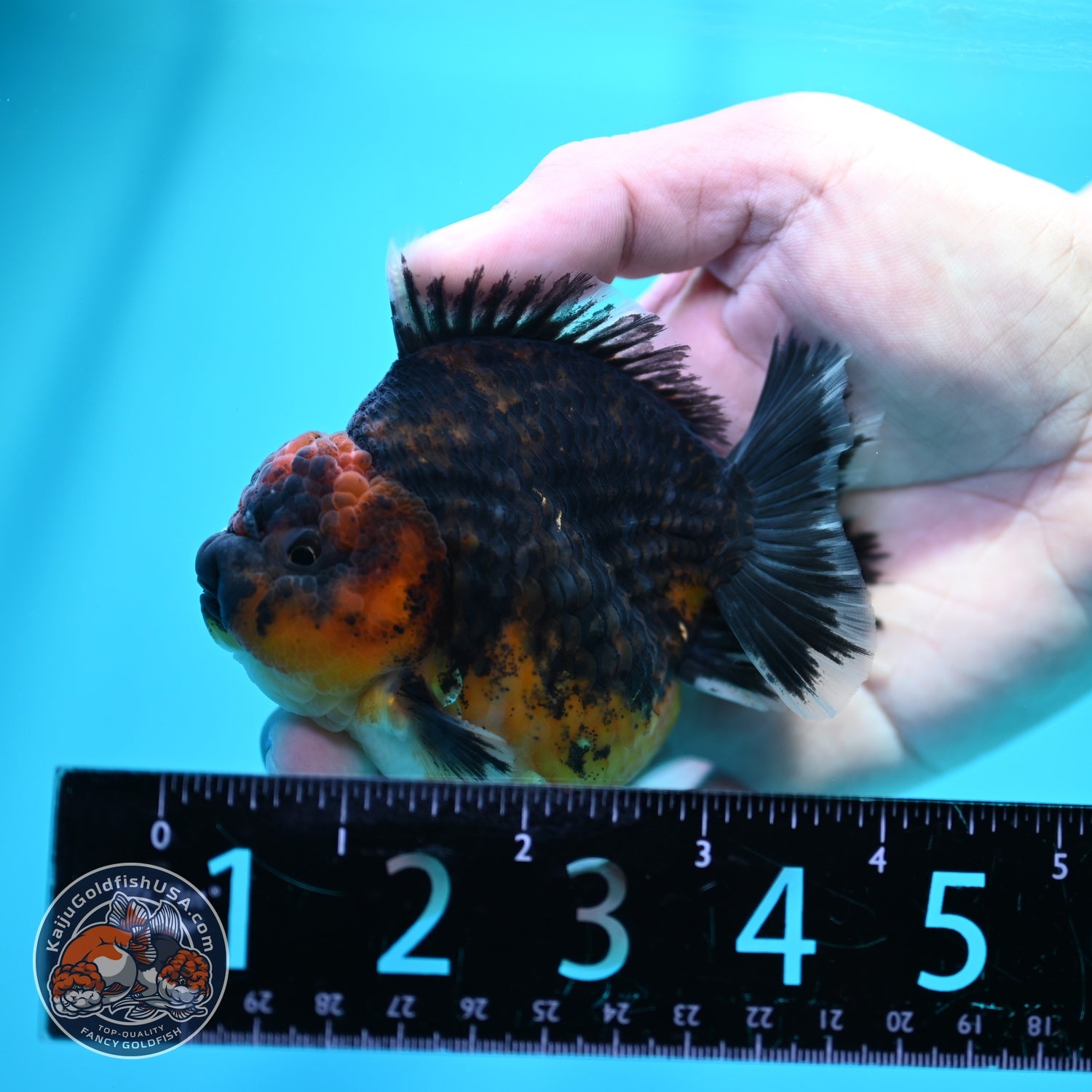 Kirin Oranda 3.5 inch Body (260605_OR12)
