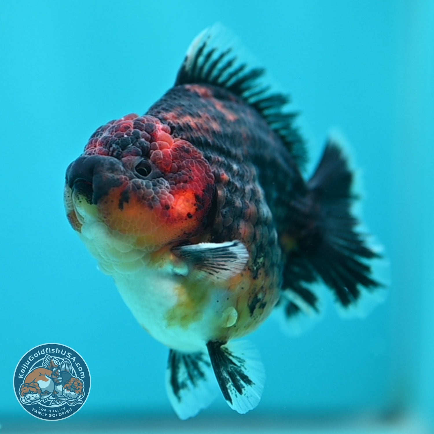 Kirin Oranda 3.5 inch Body (260605_OR12)