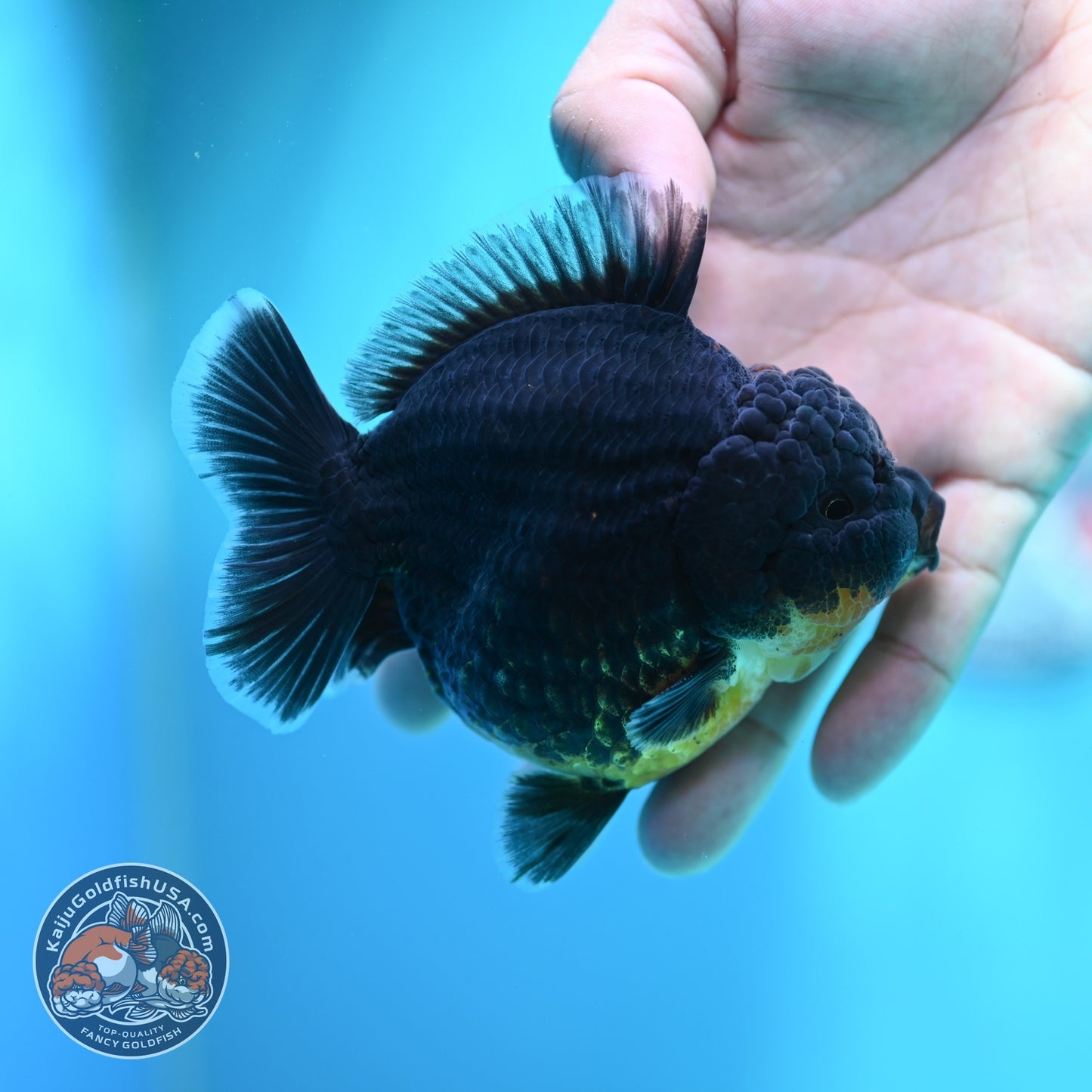 Kirin Oranda 3.5 inch Body (260612_OR07)