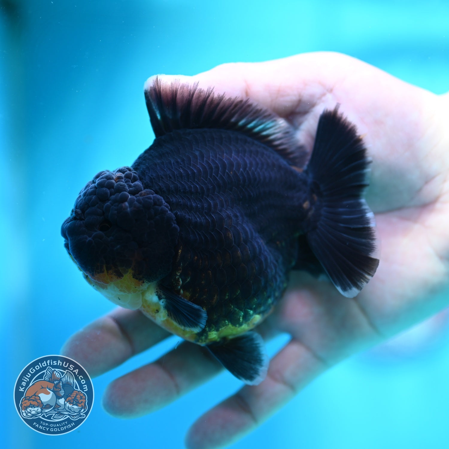 Kirin Oranda 3.5 inch Body (260612_OR07)