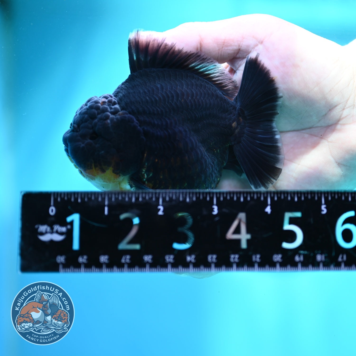 Kirin Oranda 3.5 inch Body (260612_OR07)