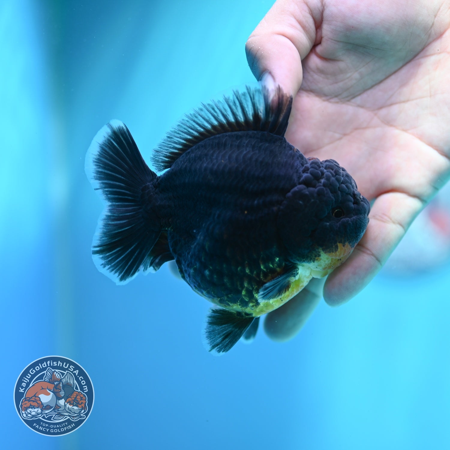 Kirin Oranda 3.5 inch Body (260612_OR07)