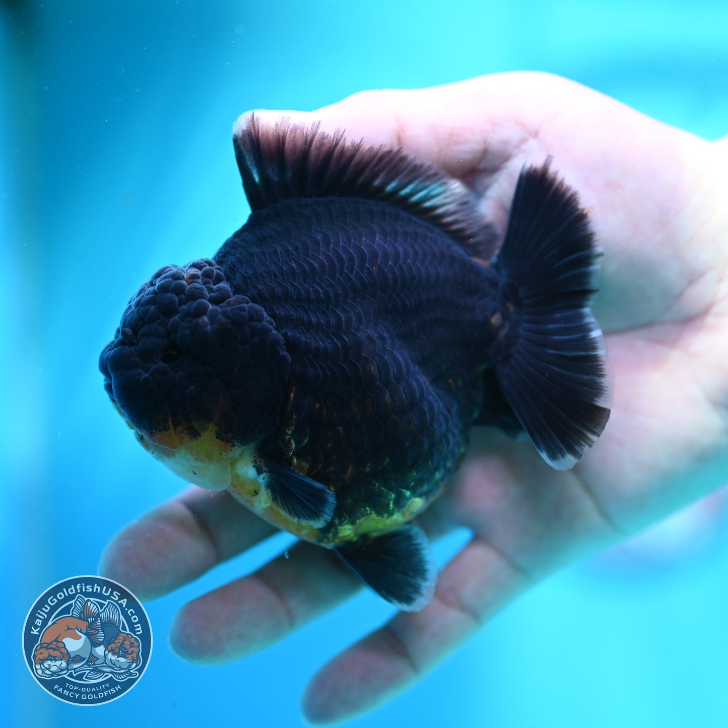 Kirin Oranda 3.5 inch Body (260612_OR07)