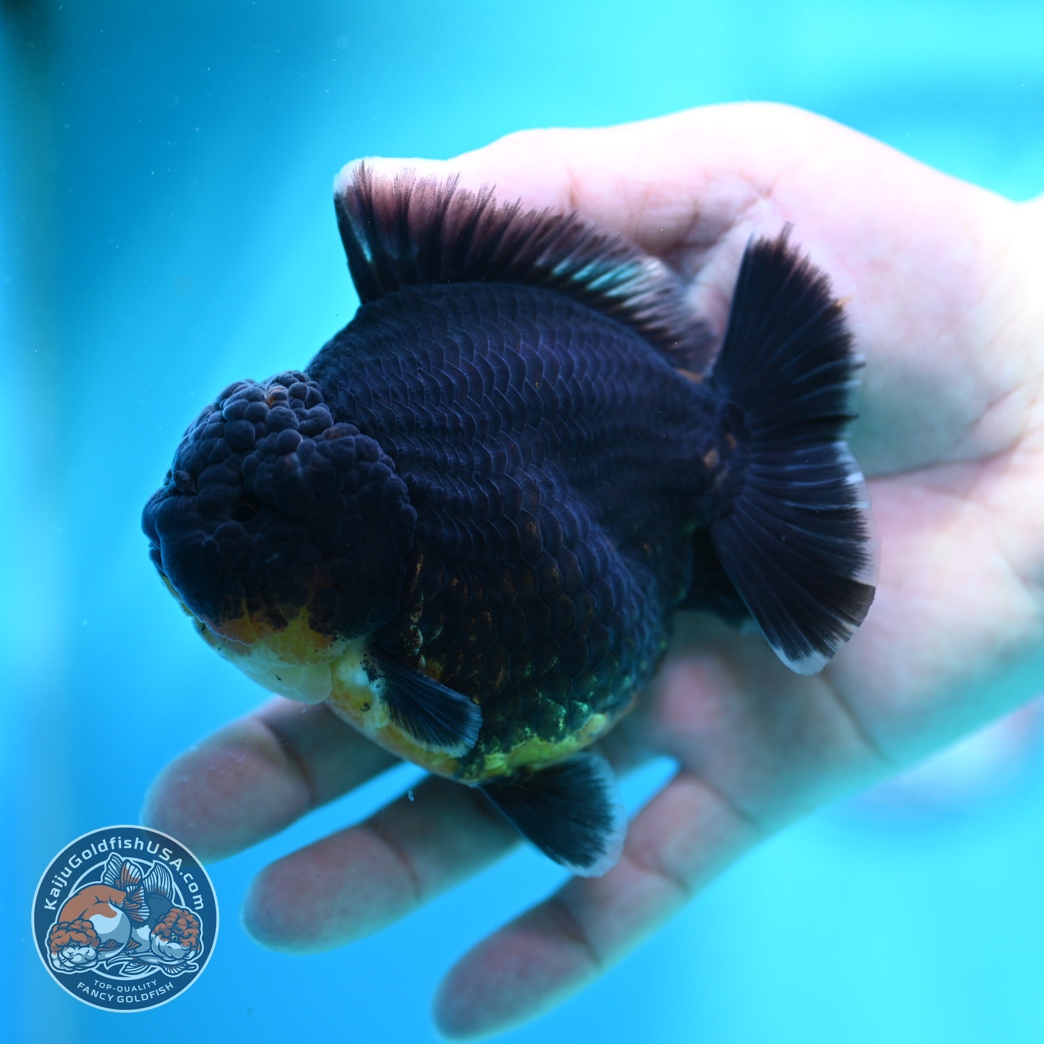Kirin Oranda 3.5 inch Body (260612_OR07)