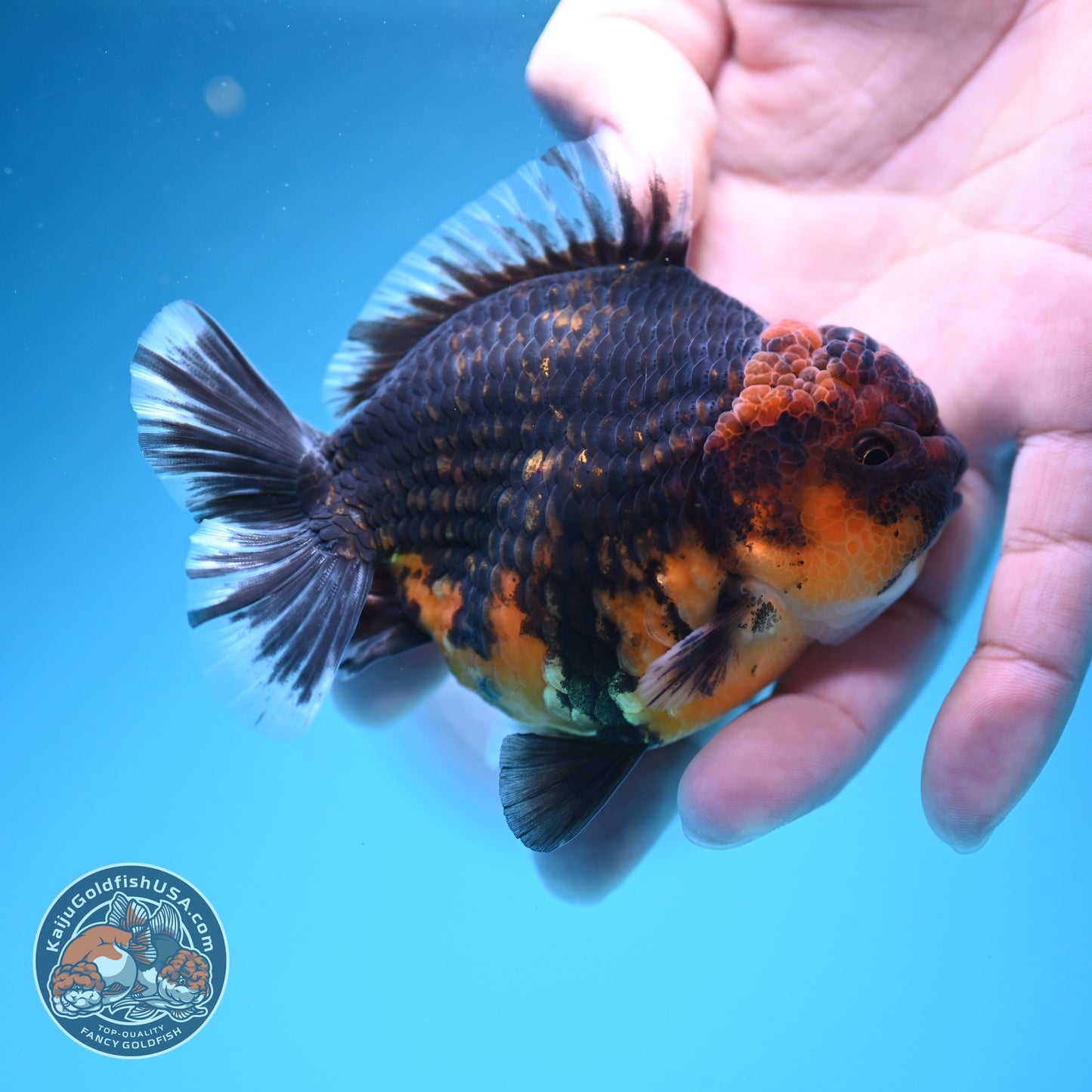 Kirin Oranda 3.5 inch Body (260619_OR17)