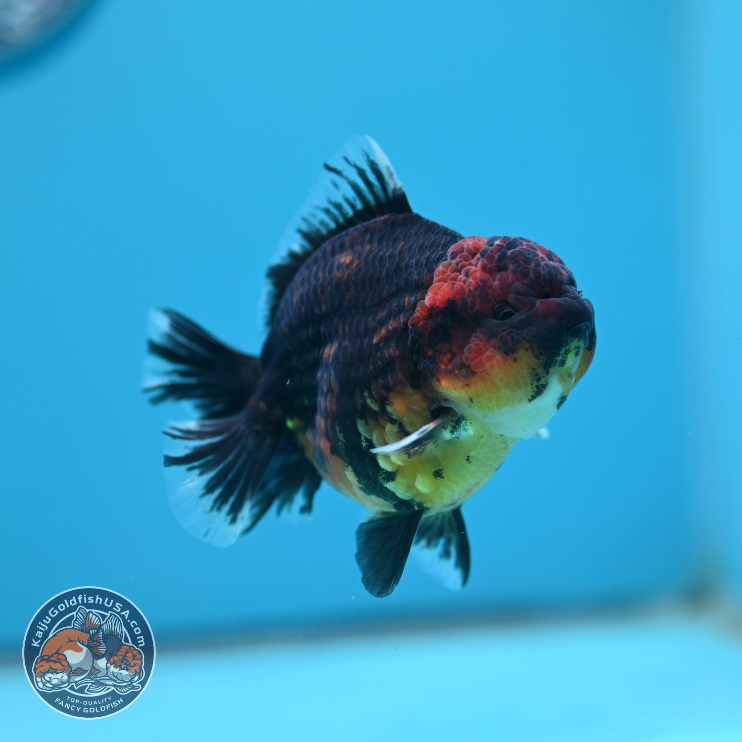 Kirin Oranda 3.5 inch Body (260619_OR17)
