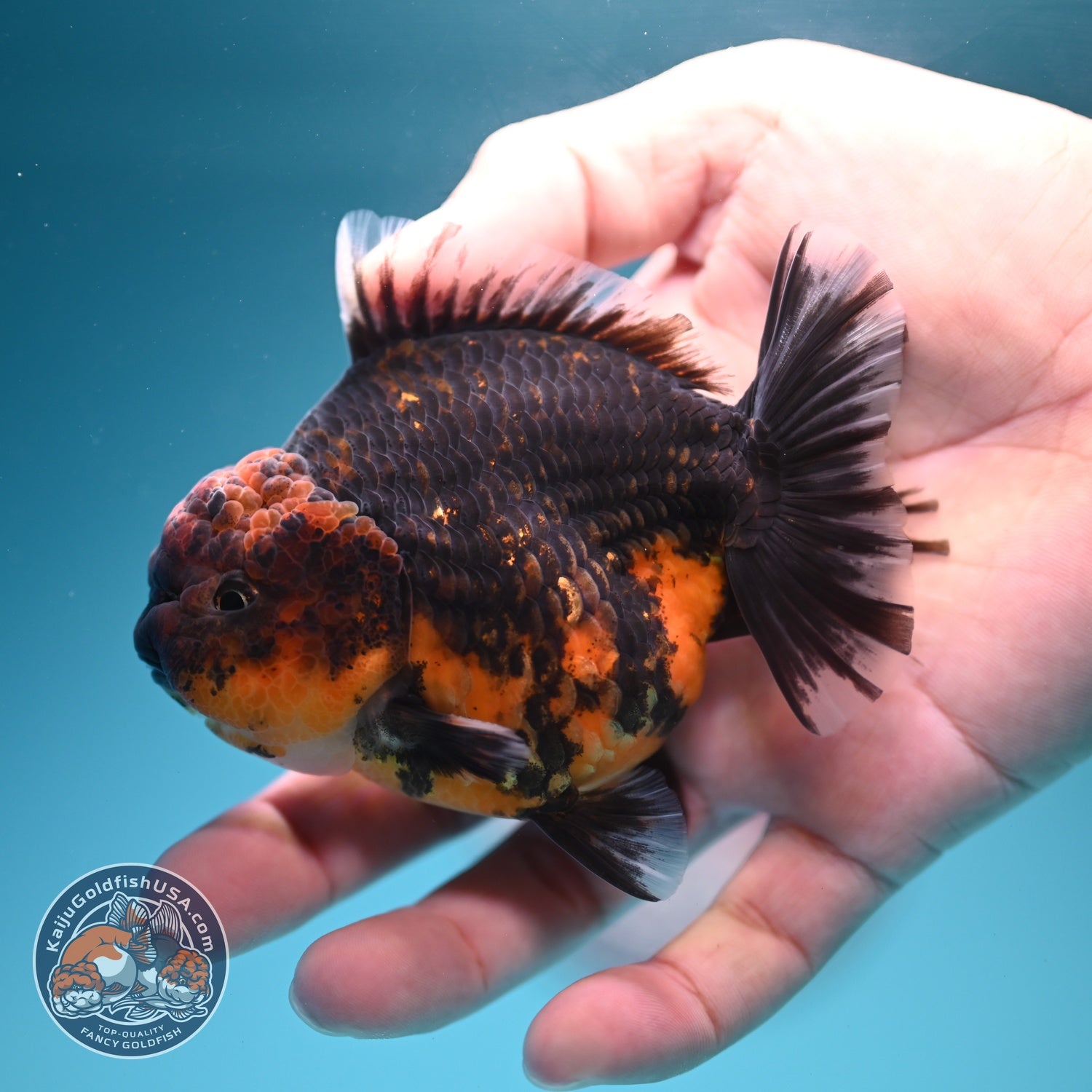 Kirin Oranda 3.5 inch Body (260619_OR17)