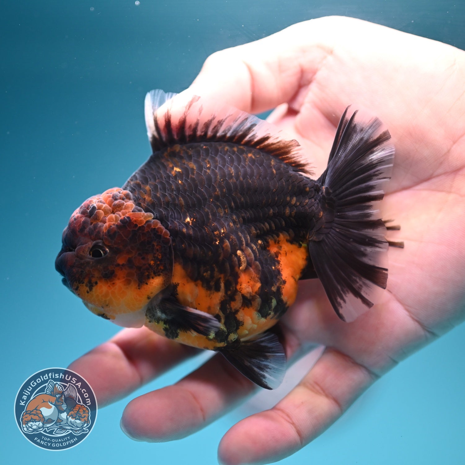 Kirin Oranda 3.5 inch Body (260619_OR17)