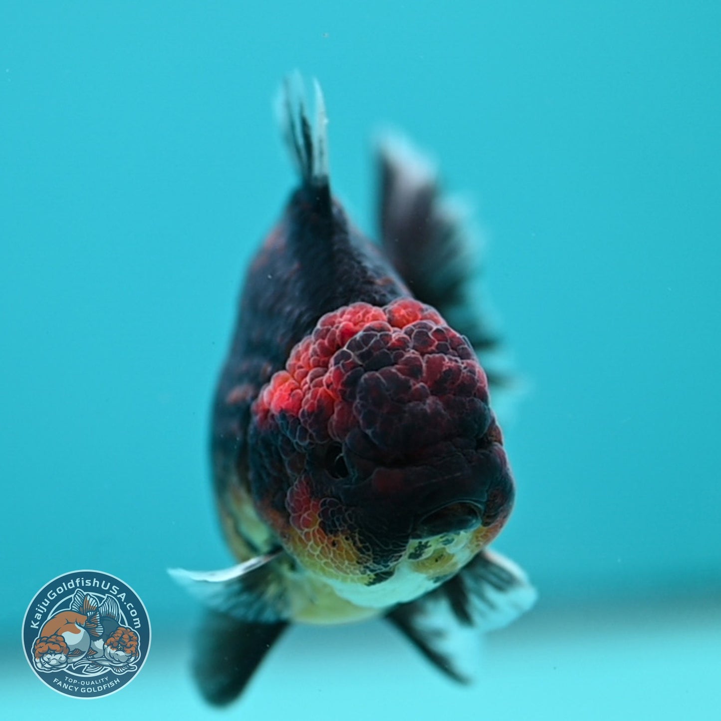 Kirin Oranda 3.5 inch Body (260619_OR17)
