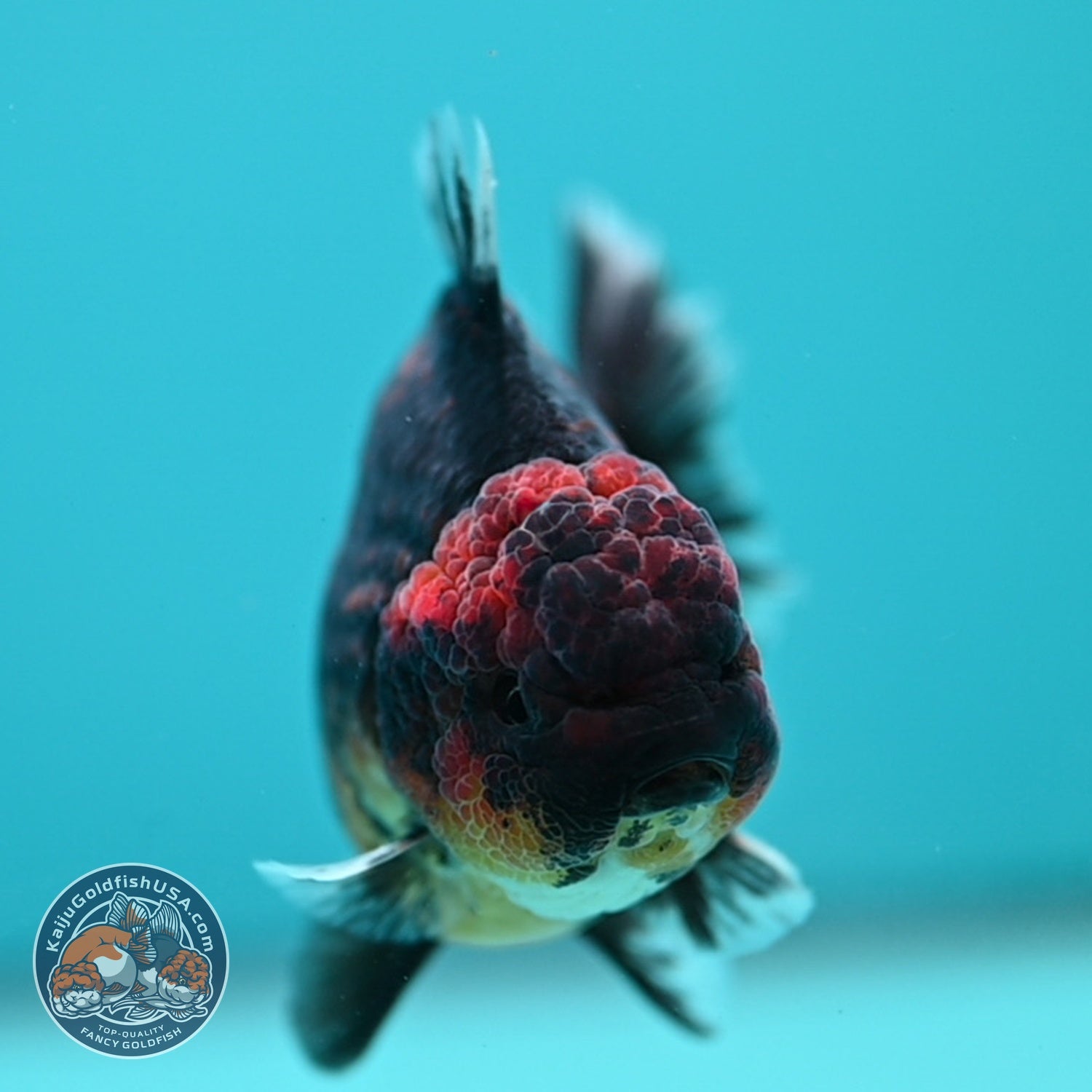 Kirin Oranda 3.5 inch Body (260619_OR17)