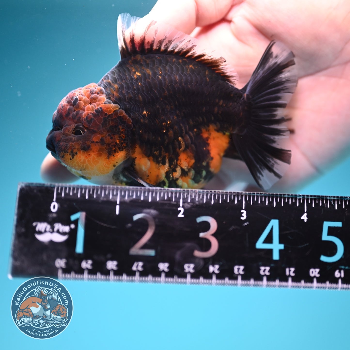 Kirin Oranda 3.5 inch Body (260619_OR17)