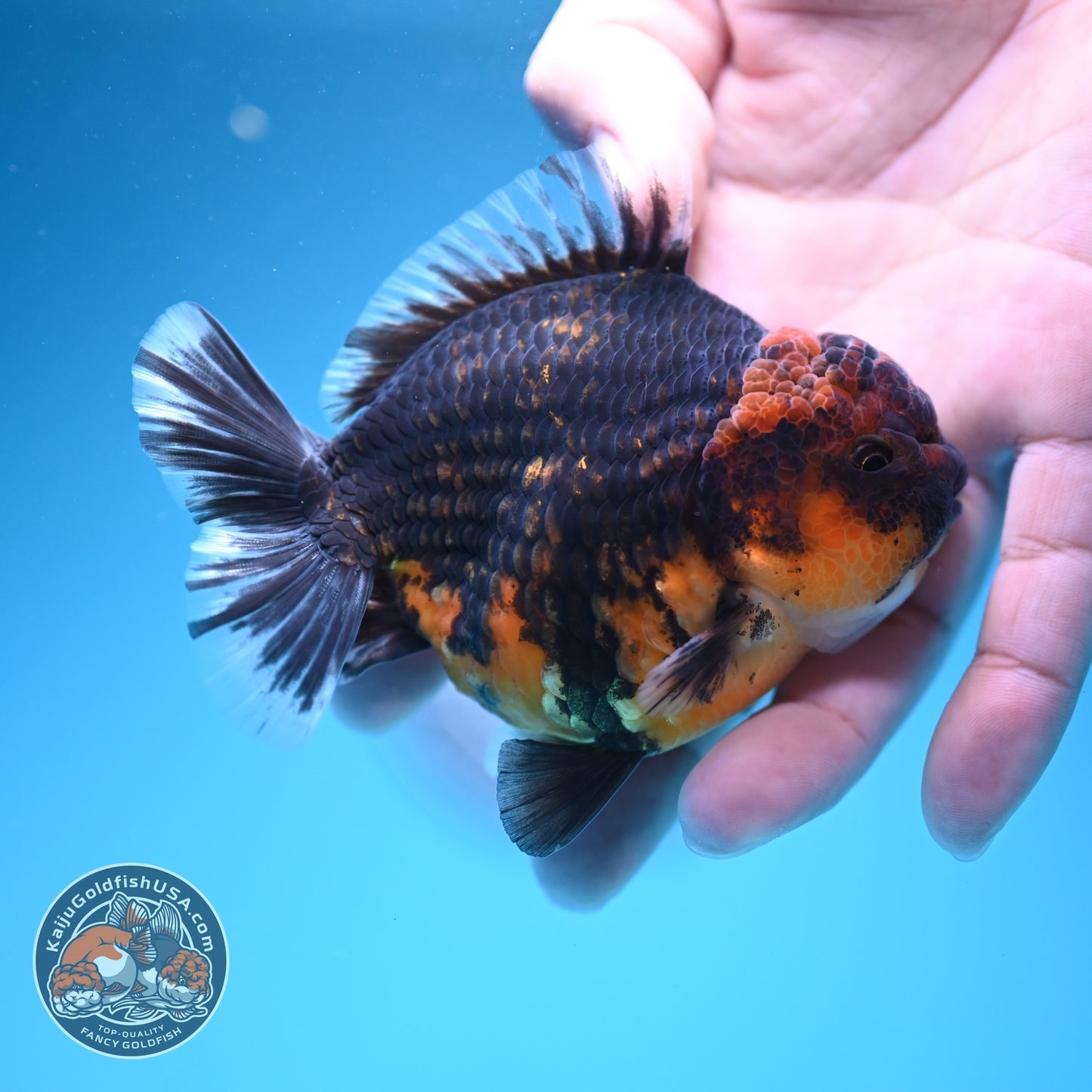 Kirin Oranda 3.5 inch Body (260619_OR17)