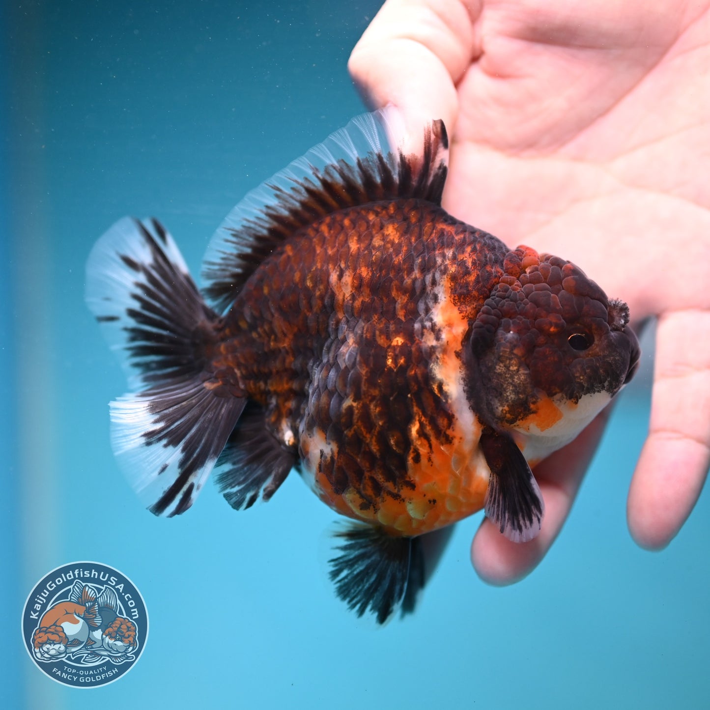 Kirin Oranda 3.5 inch Body (260904_OR10)