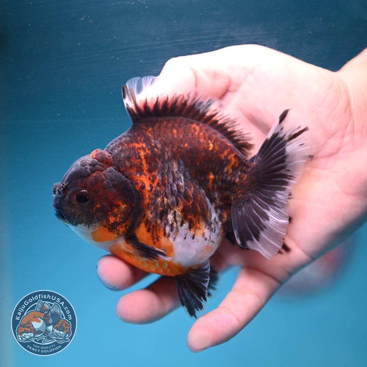 Kirin Oranda 3.5 inch Body (260904_OR10)