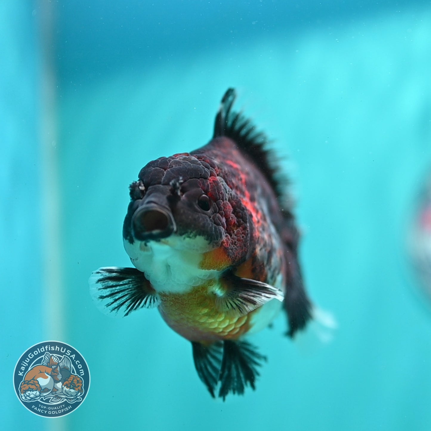 Kirin Oranda 3.5 inch Body (260904_OR10)