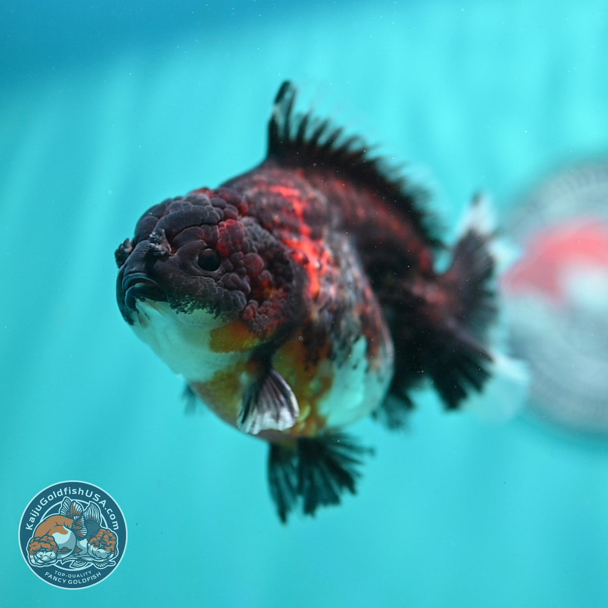 Kirin Oranda 3.5 inch Body (260904_OR10)