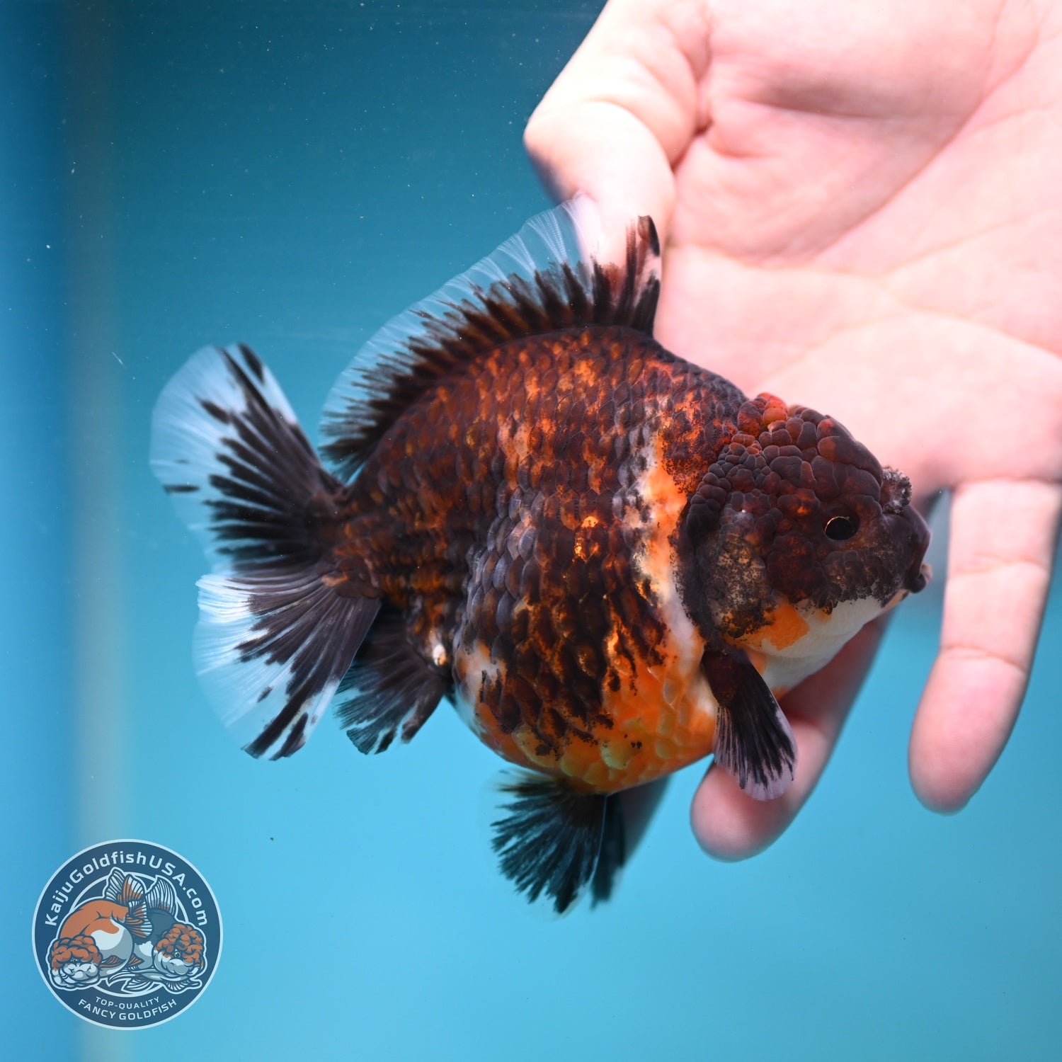 Kirin Oranda 3.5 inch Body (260904_OR10)
