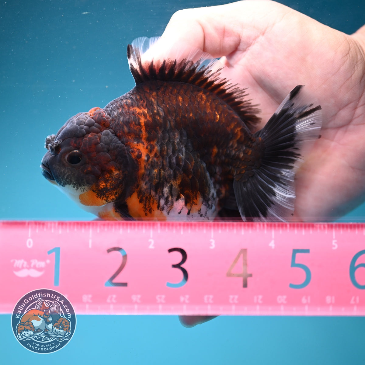 Kirin Oranda 3.5 inch Body (260904_OR10)