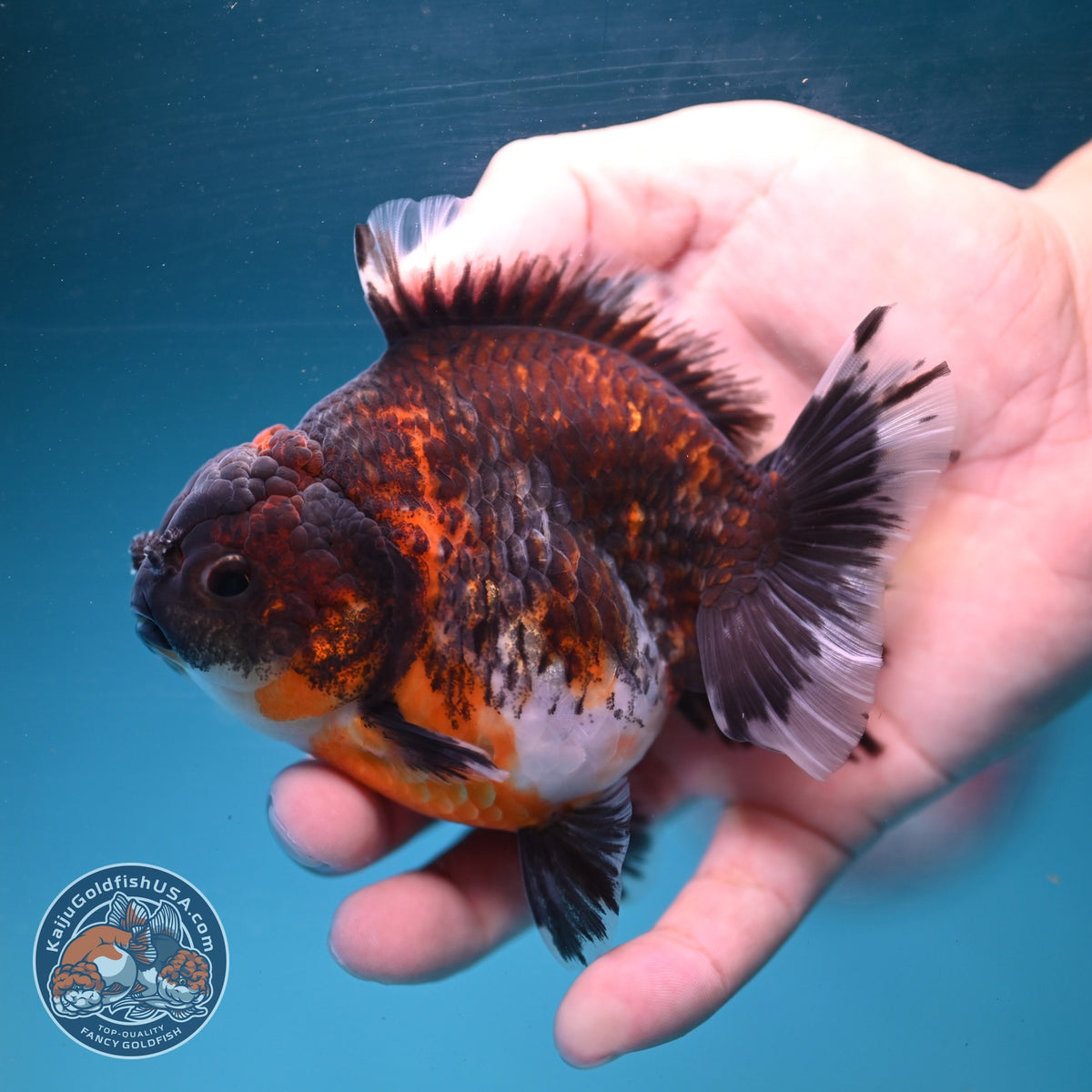Kirin Oranda 3.5 inch Body (260904_OR10)