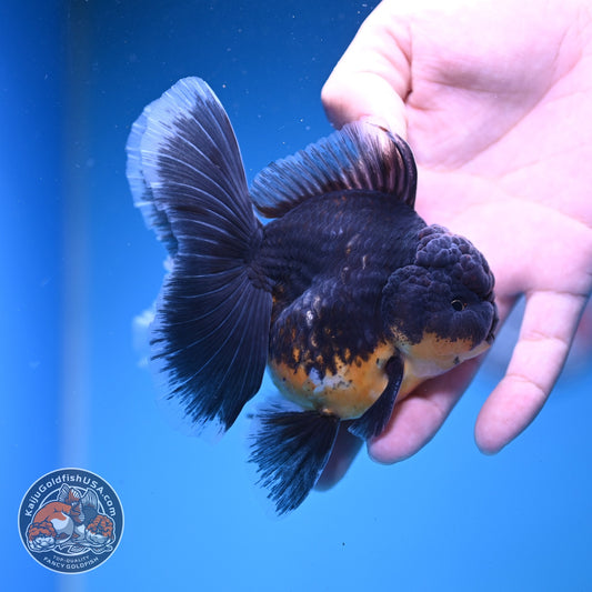 Kirin Oranda 3.5 inch Body (261016_OR01)