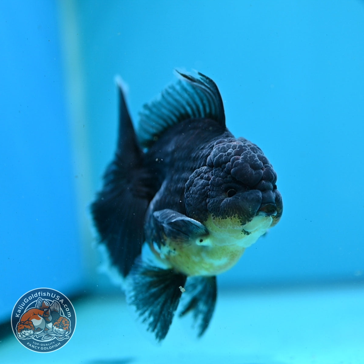 Kirin Oranda 3.5 inch Body (261016_OR01)