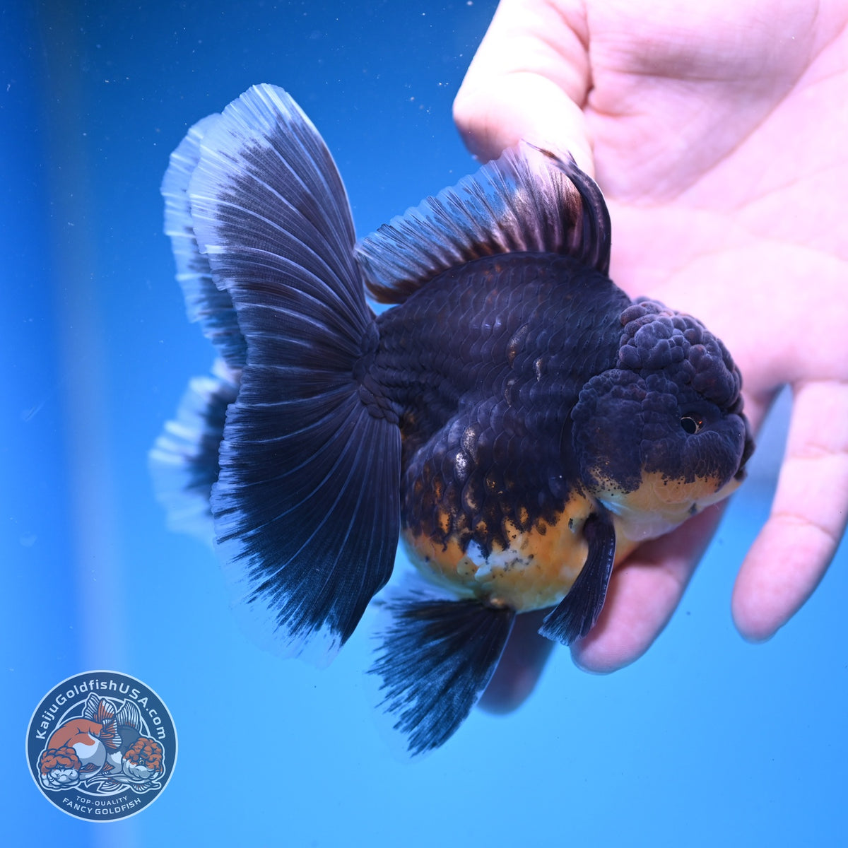 Kirin Oranda 3.5 inch Body (261016_OR01)