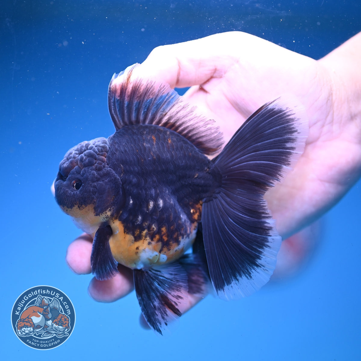 Kirin Oranda 3.5 inch Body (261016_OR01)