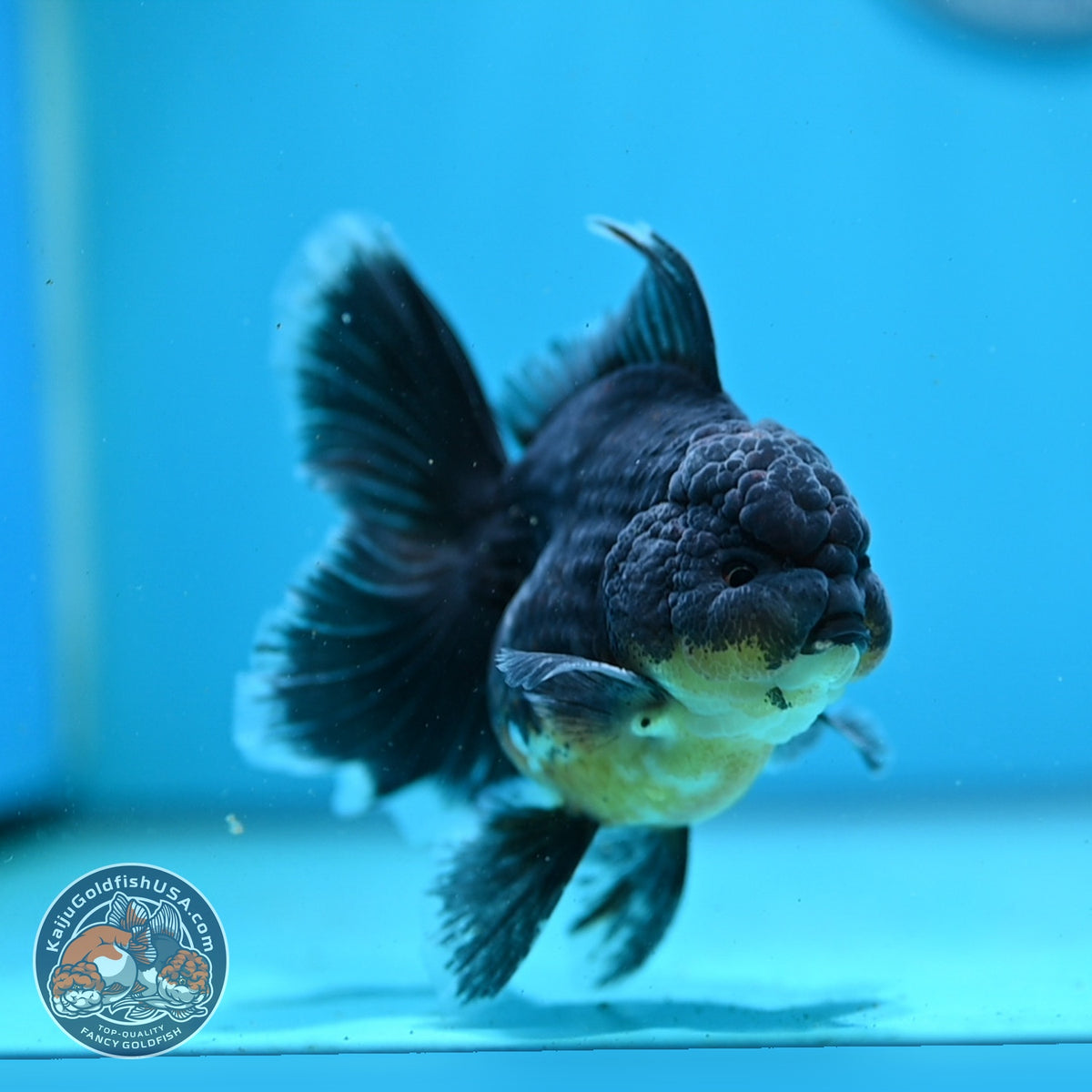 Kirin Oranda 3.5 inch Body (261016_OR01)
