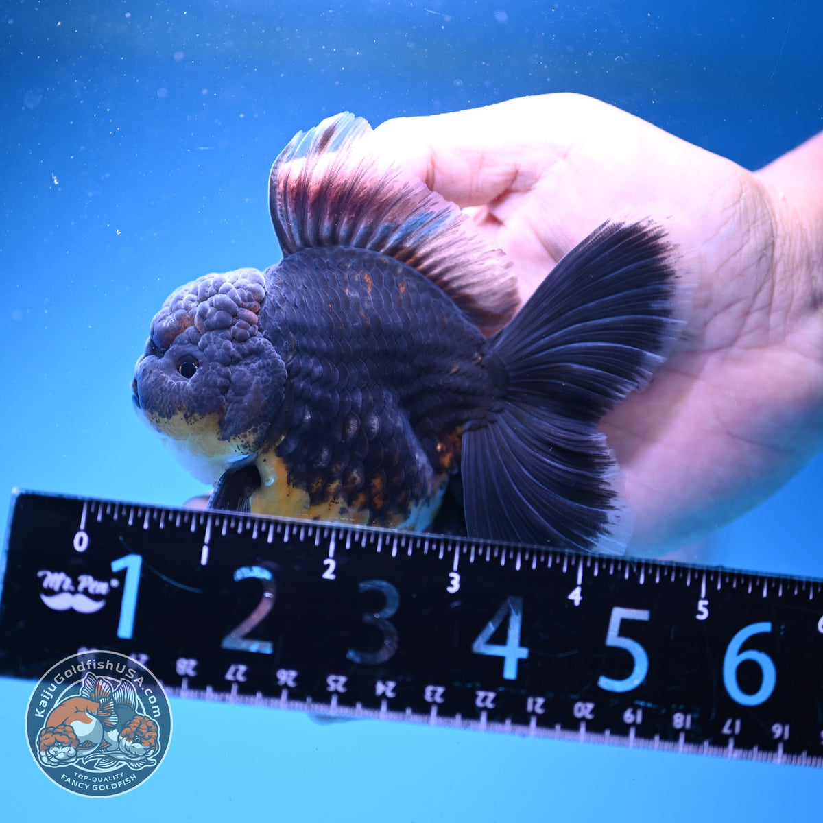 Kirin Oranda 3.5 inch Body (261016_OR01)