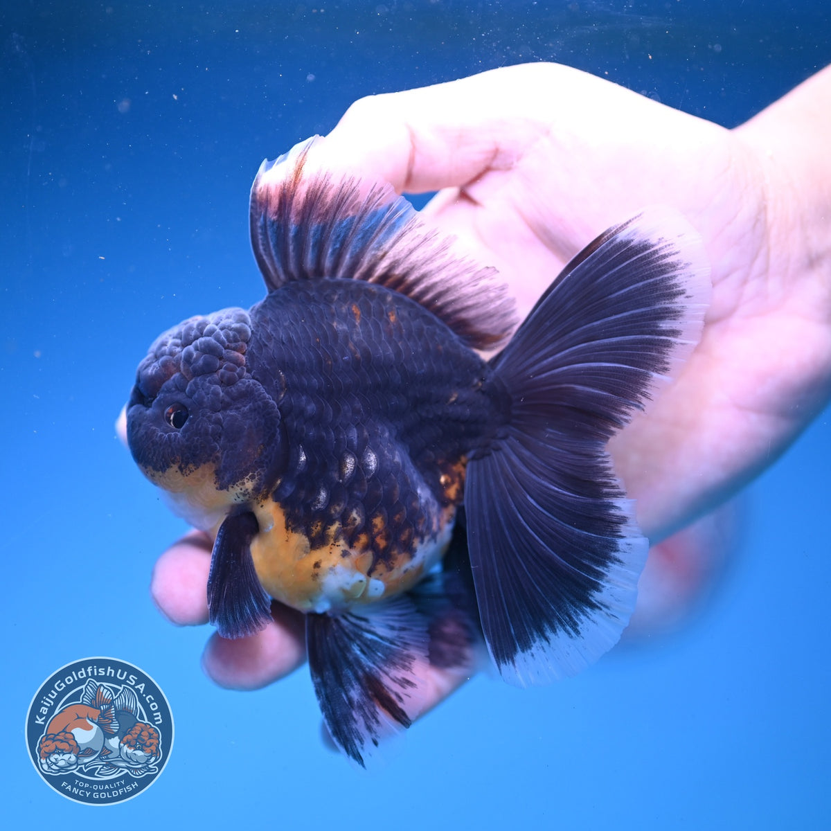 Kirin Oranda 3.5 inch Body (261016_OR01)