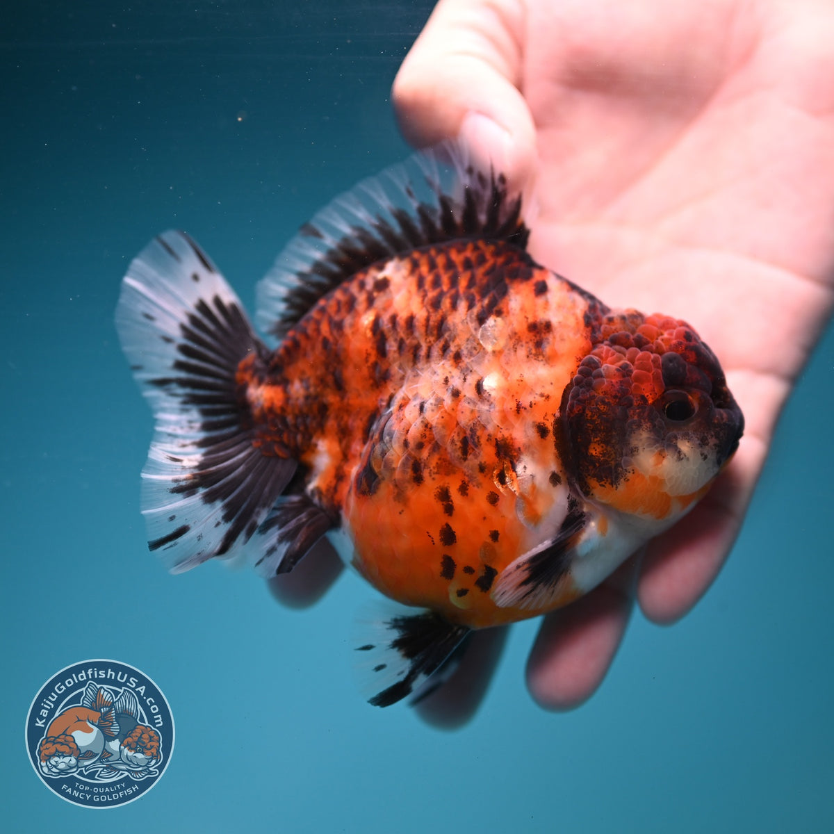 Kirin Oranda 3.8 inch Body (260904_OR11)