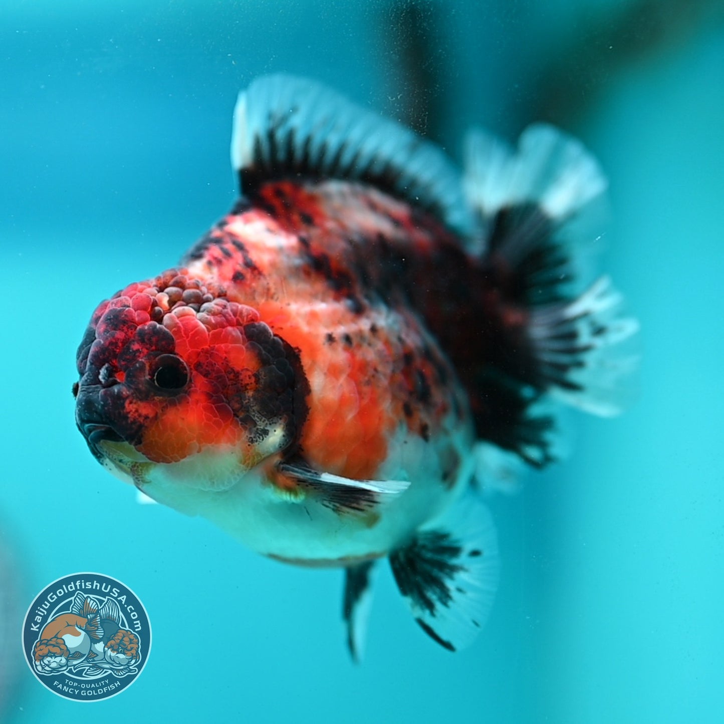 Kirin Oranda 3.8 inch Body (260904_OR11)