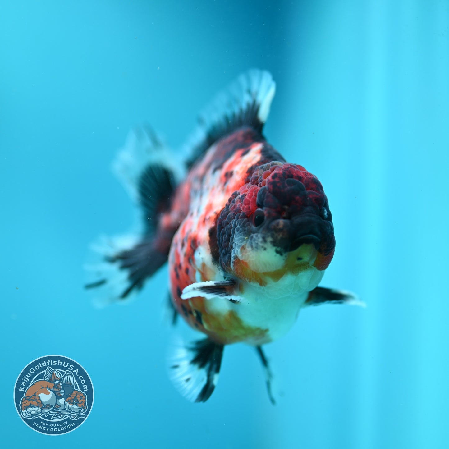 Kirin Oranda 3.8 inch Body (260904_OR11)